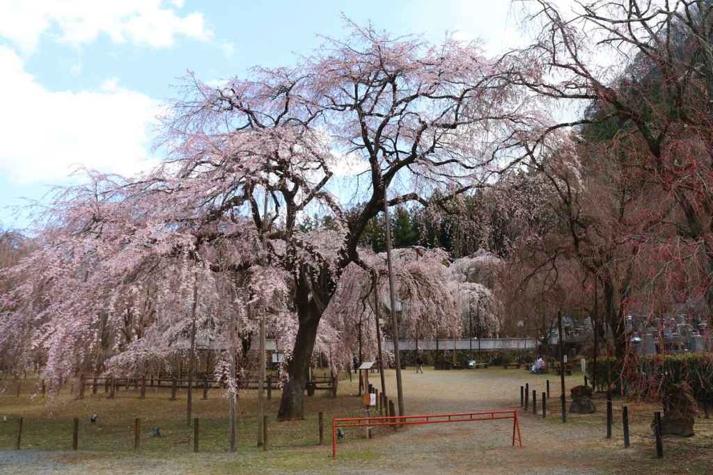 清雲寺しだれ桜の画像