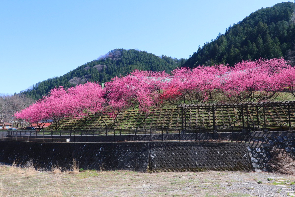 吉田元気村花桃の画像