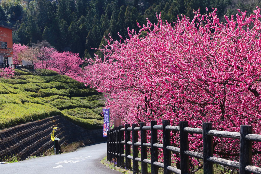 吉田元気村花桃の画像