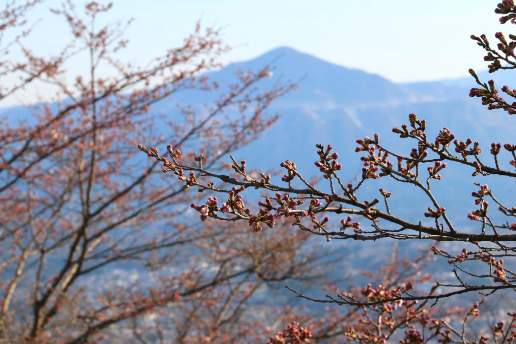 美の山桜の画像