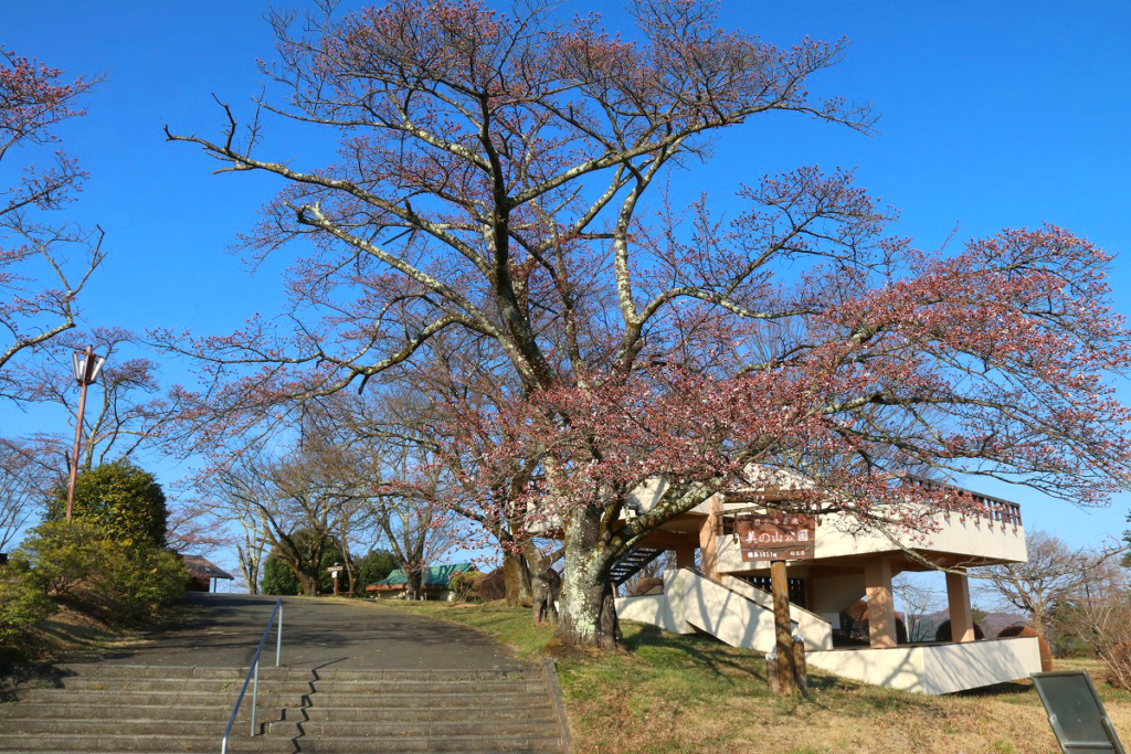 美の山桜の画像