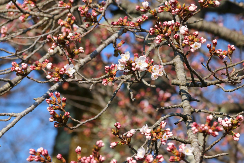 美の山桜の画像