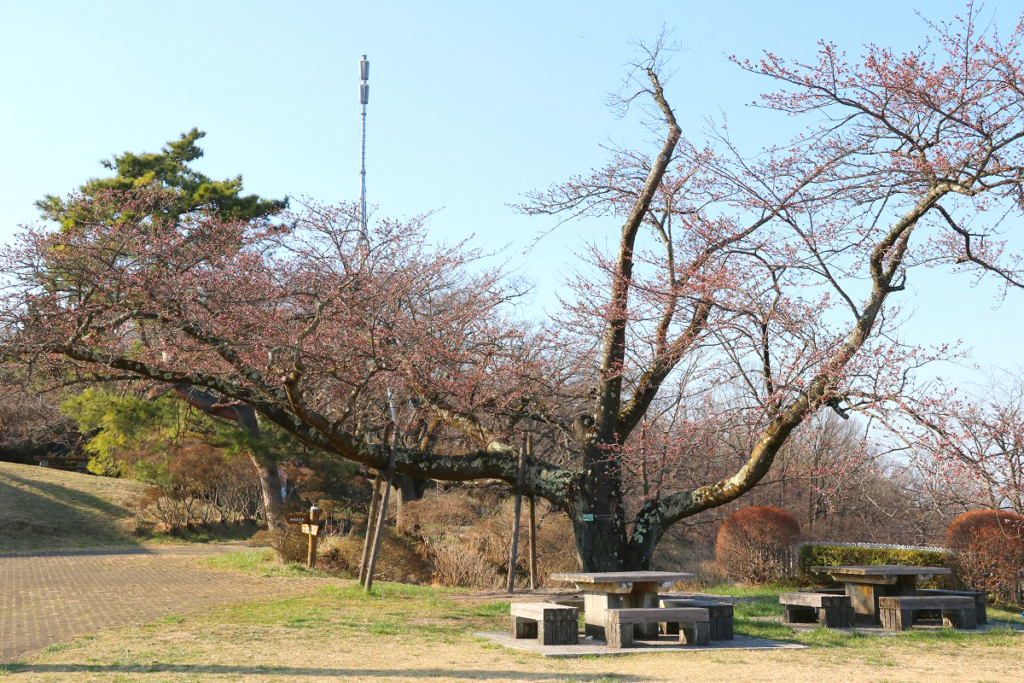 美の山桜の画像