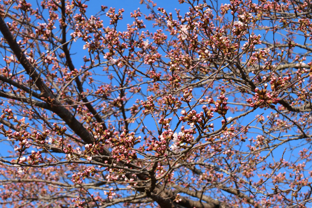 美の山桜の画像