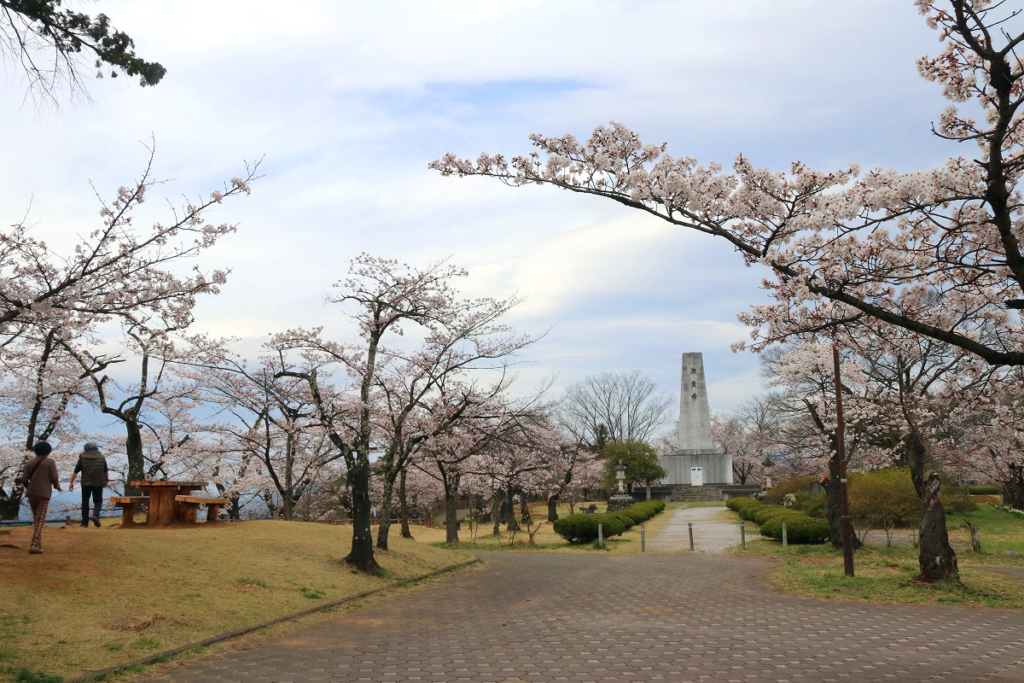 羊山公園の桜の画像