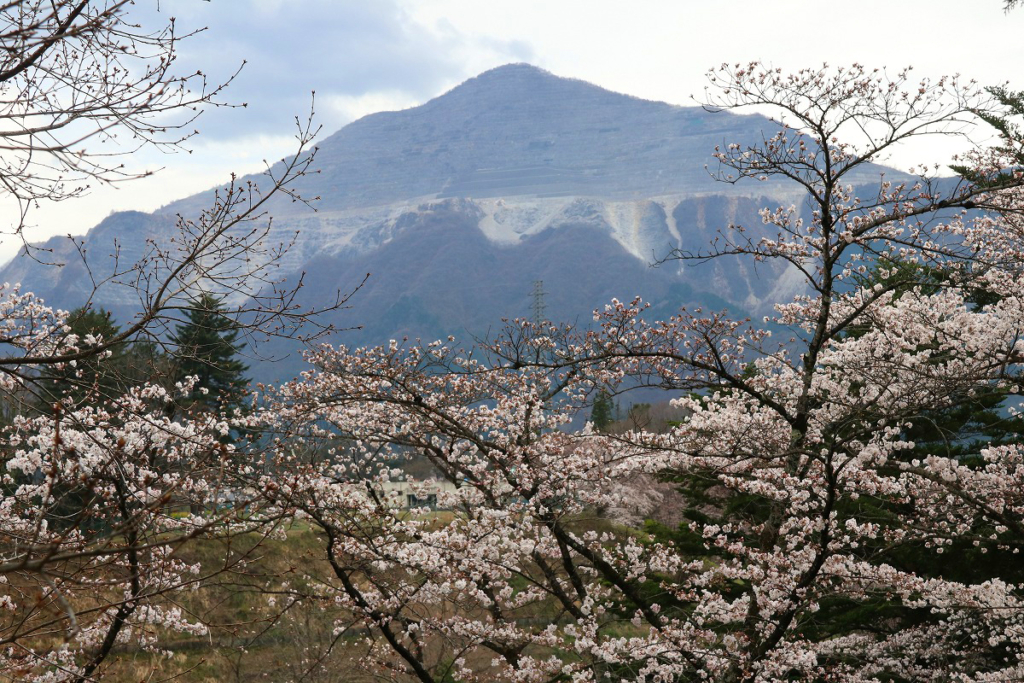 羊山公園の桜の画像