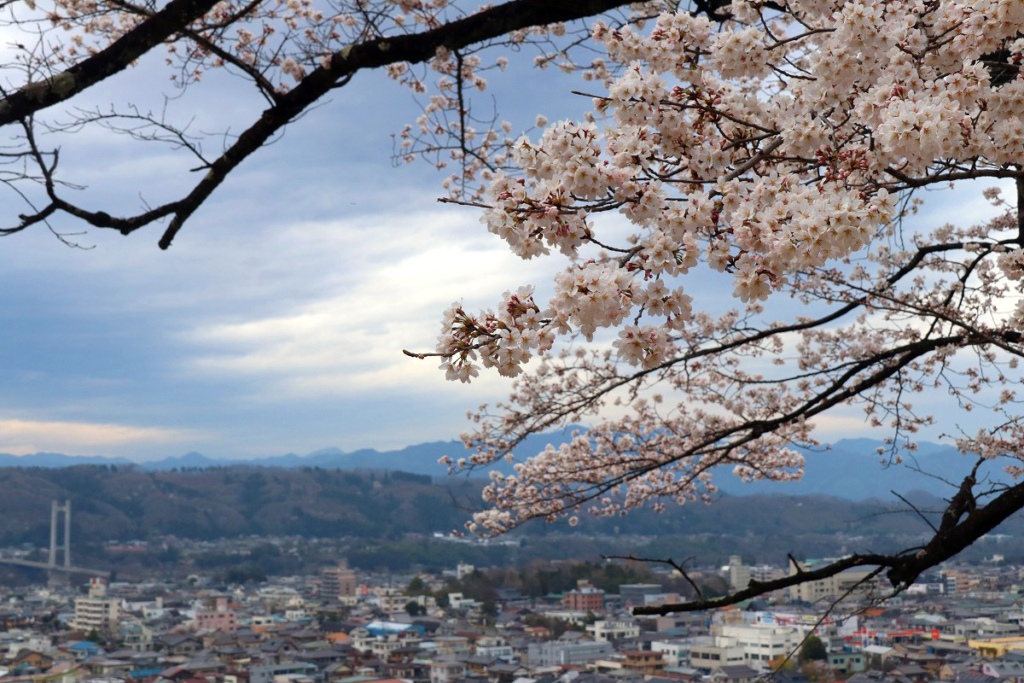 羊山公園の桜の画像