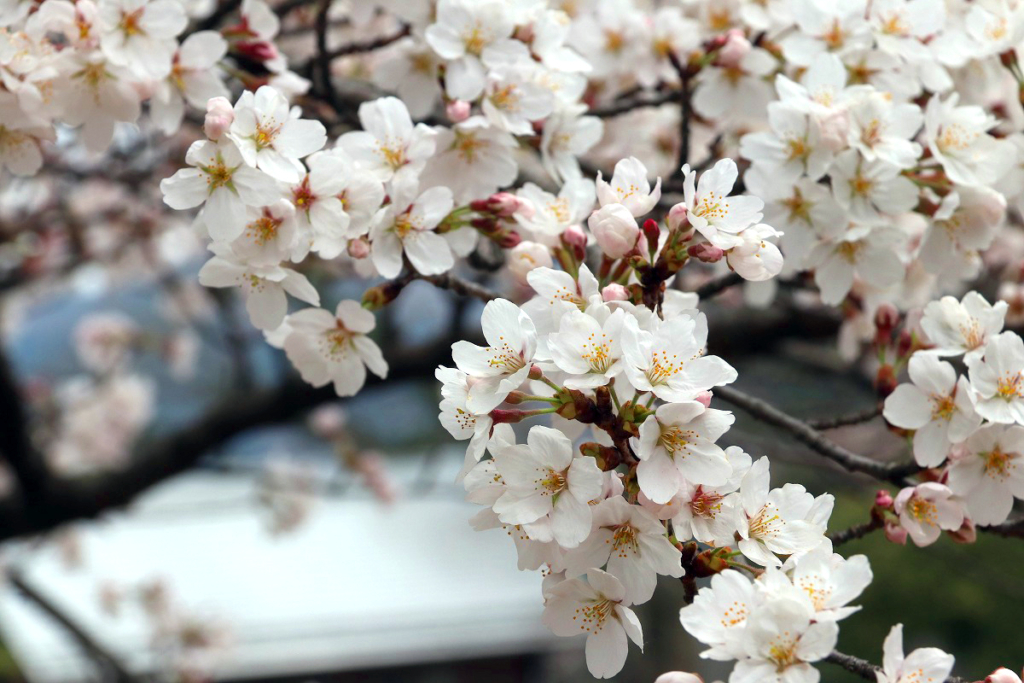 羊山公園の桜の画像