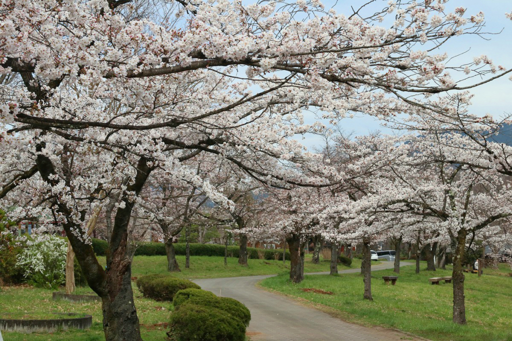 羊山公園の桜の画像