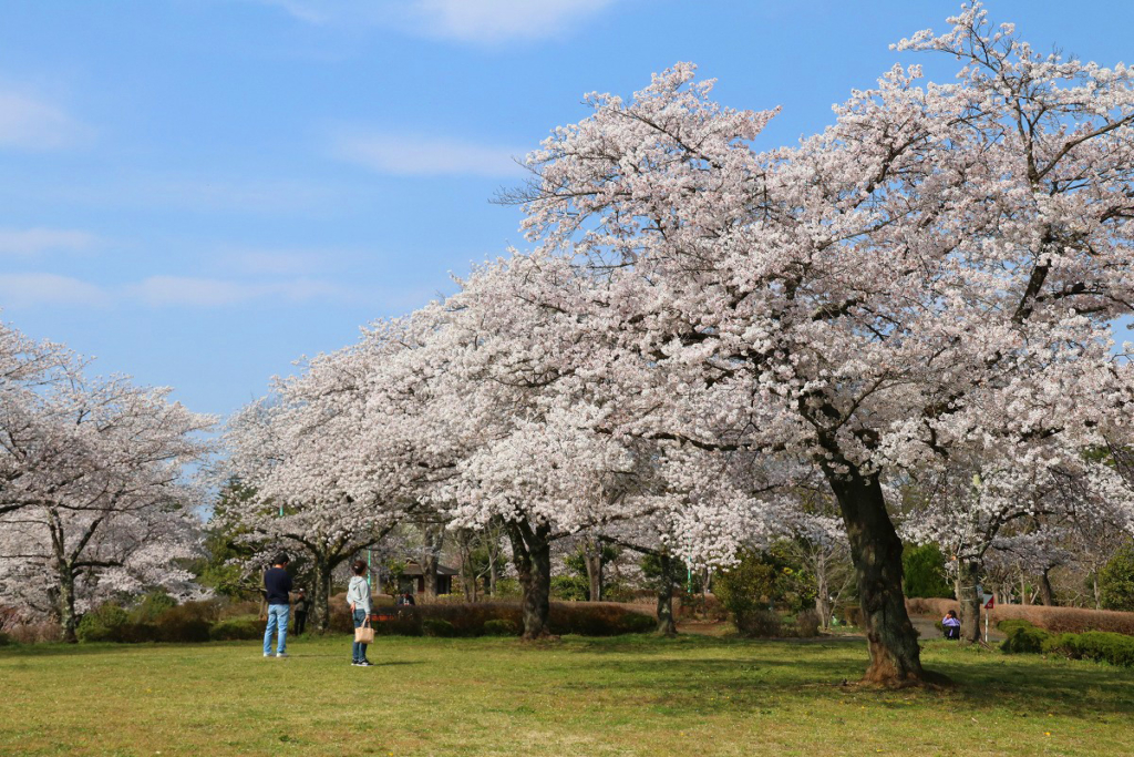 羊山公園の桜の画像