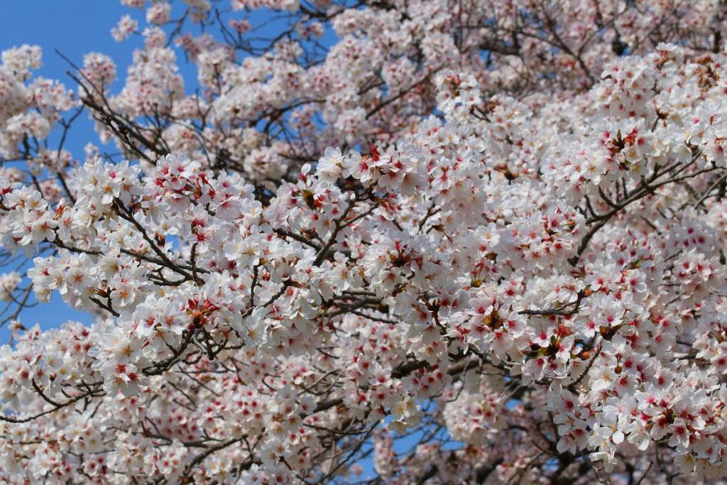 羊山公園の桜の画像