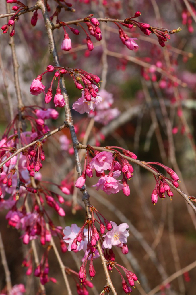羊山公園の桜の画像