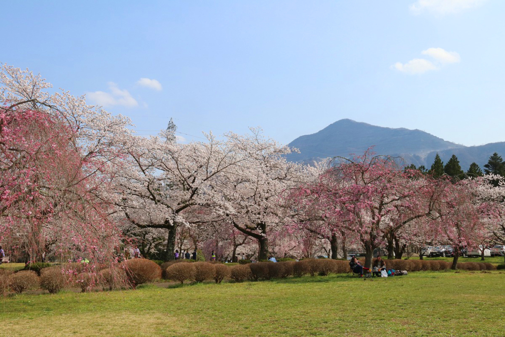 羊山公園の桜の画像