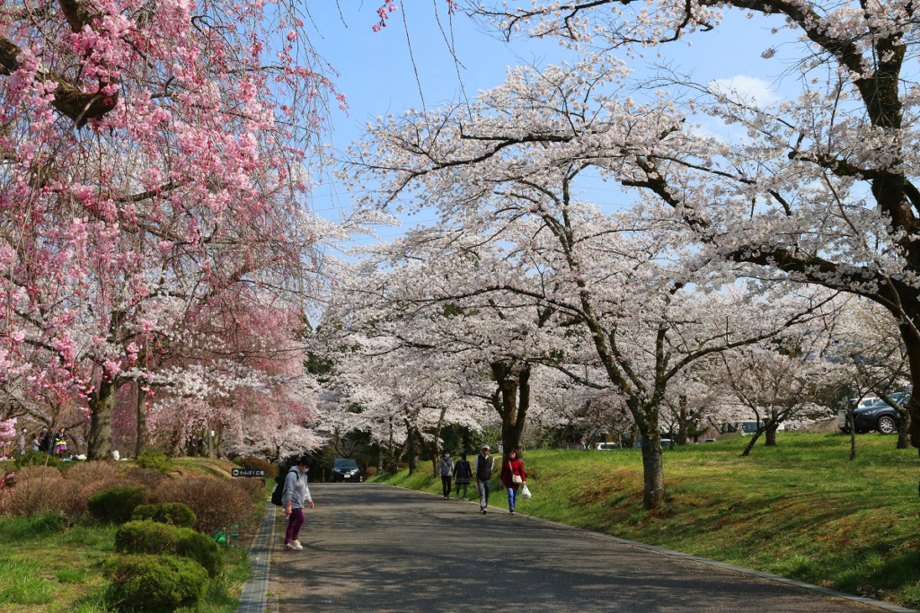 羊山公園の桜の画像