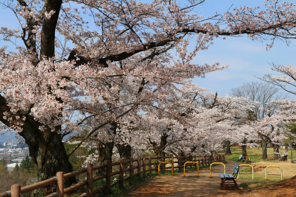 羊山公園の桜の画像