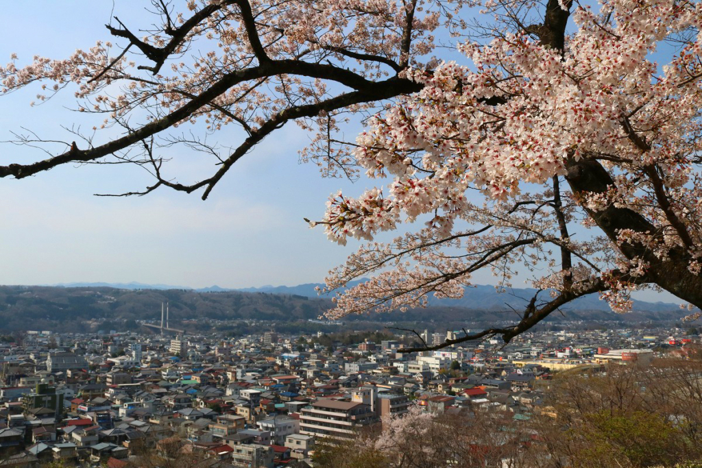 羊山公園の桜の画像