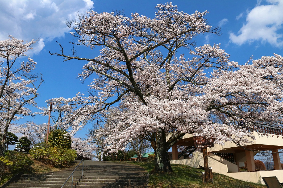 桜 Webguide 秩父 トピックス 花 紅葉 イベント