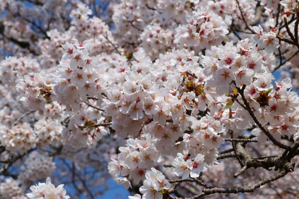 美の山桜の画像