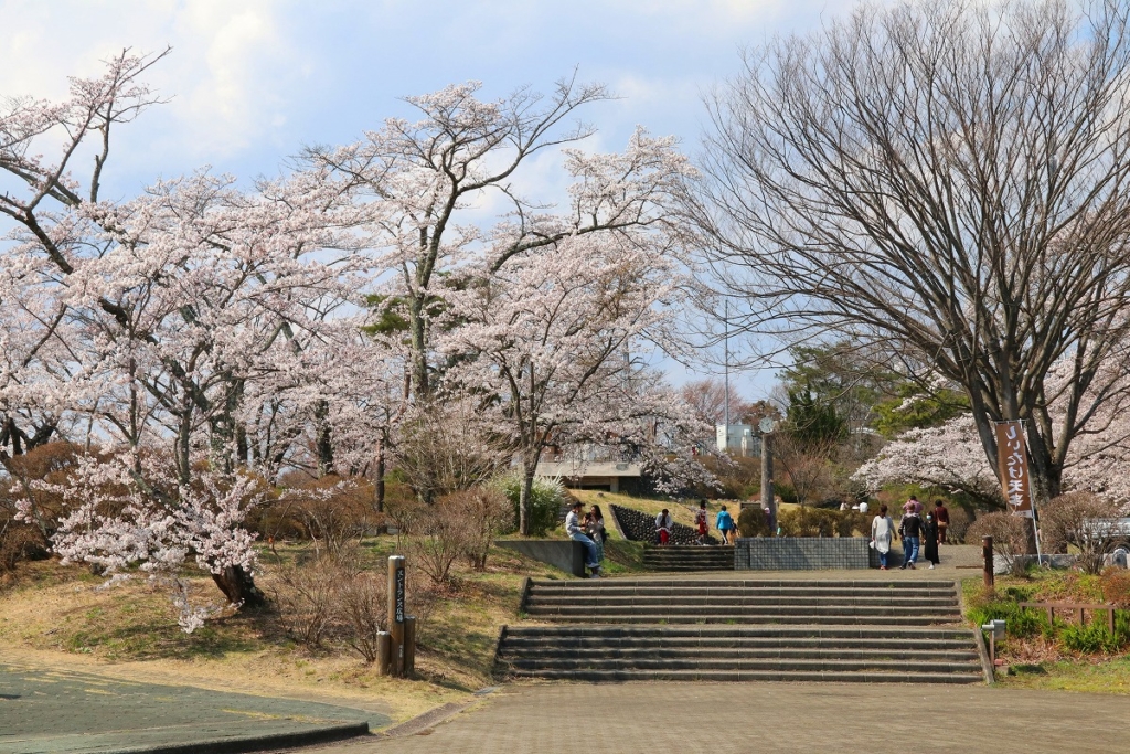 美の山桜の画像