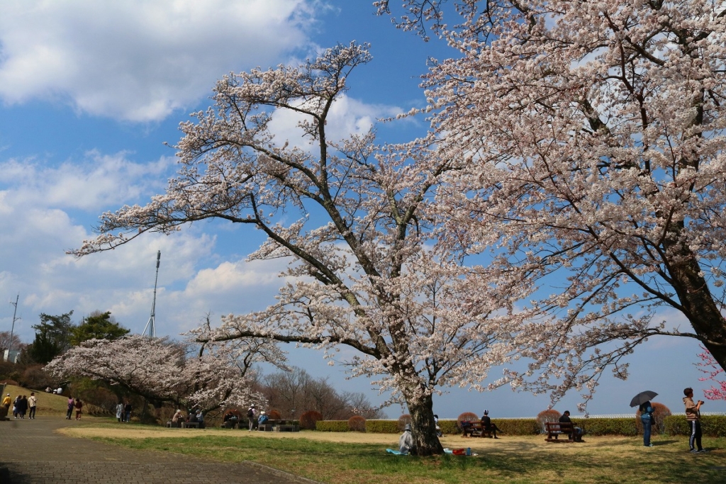 美の山桜の画像