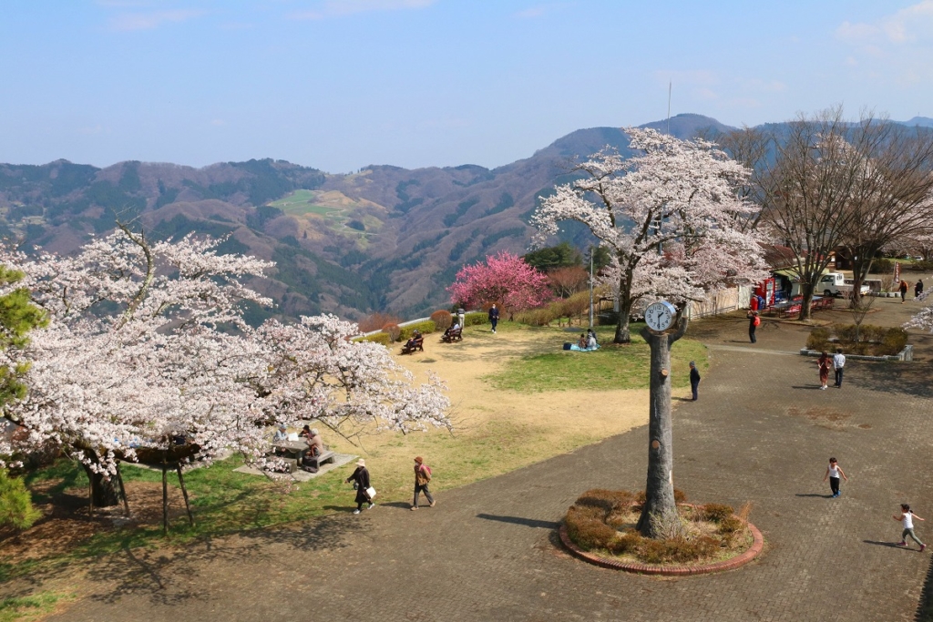 美の山桜の画像