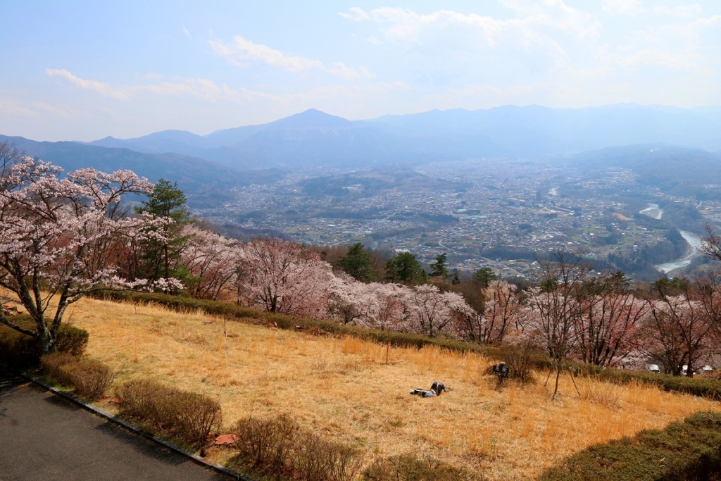 美の山桜の画像