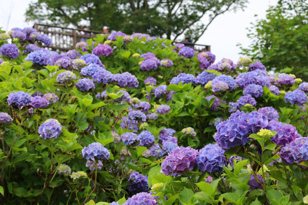 美の山公園アジサイの画像