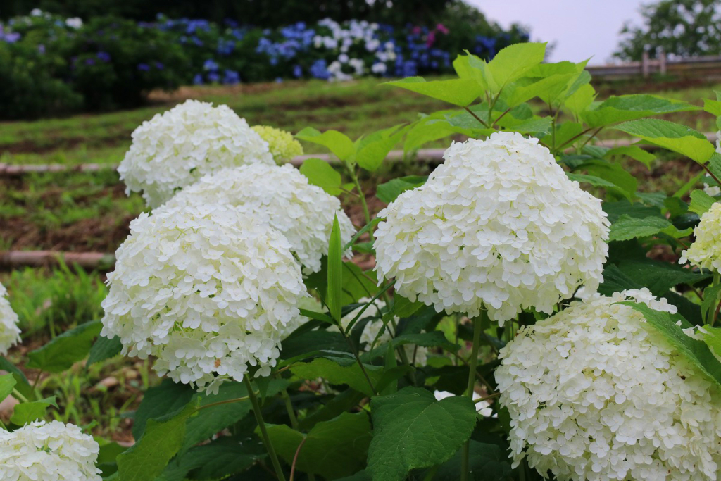 長瀞町花の里アナベルの画像