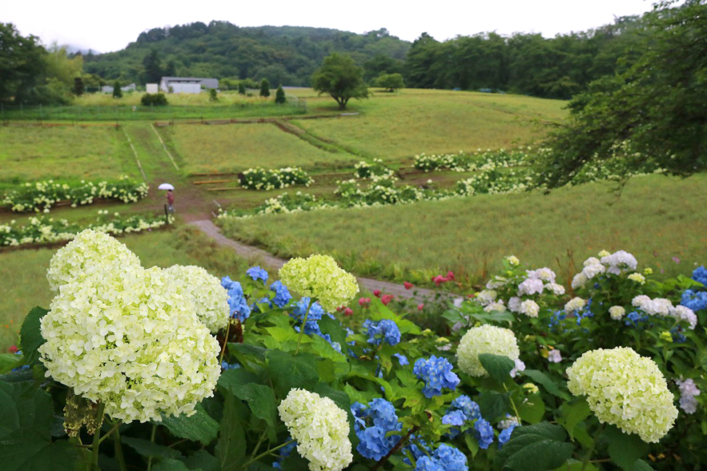 長瀞町花の里アジサイ