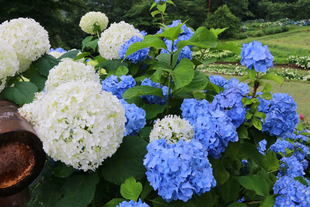 長瀞町花の里アジサイ・アナベル