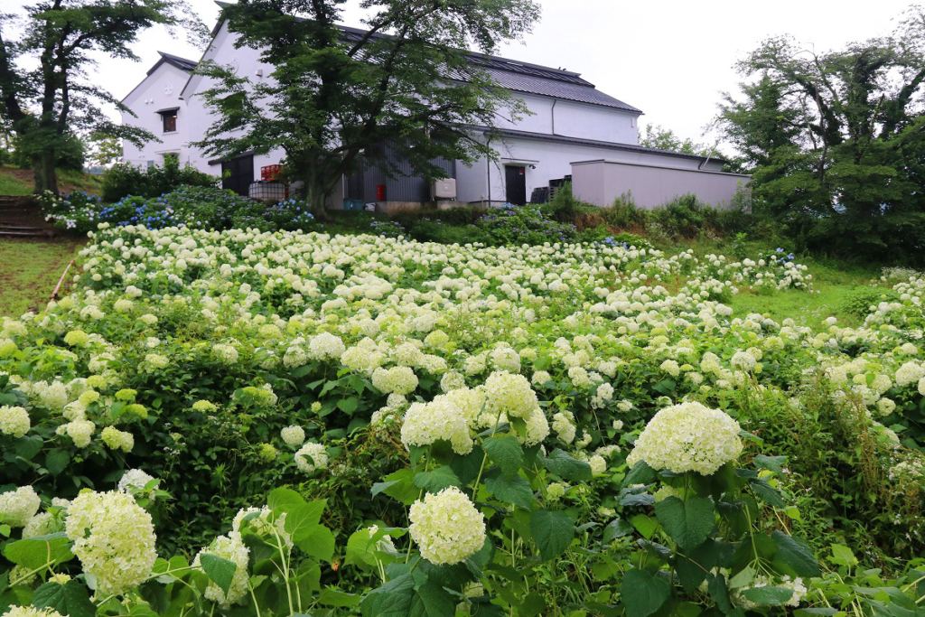 長瀞町花の里アナベル