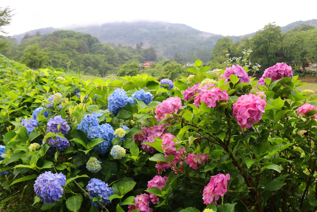 長瀞町花の里アジサイ