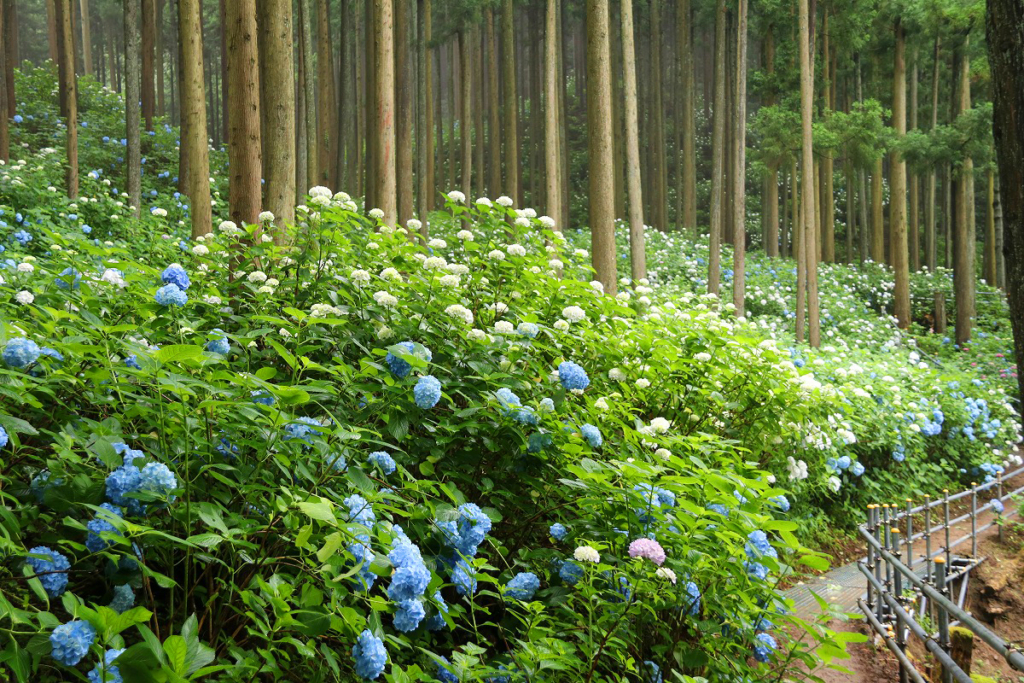 金沢浦山アジサイの画像