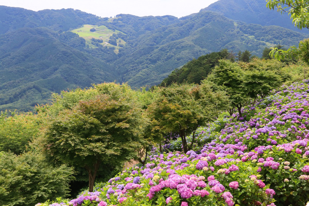 美の山公園アジサイの画像