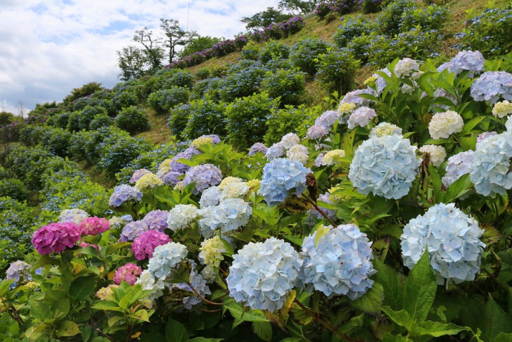 美の山公園アジサイの画像