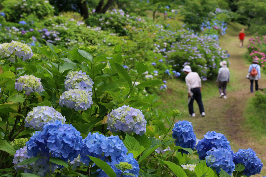 美の山公園アジサイの画像