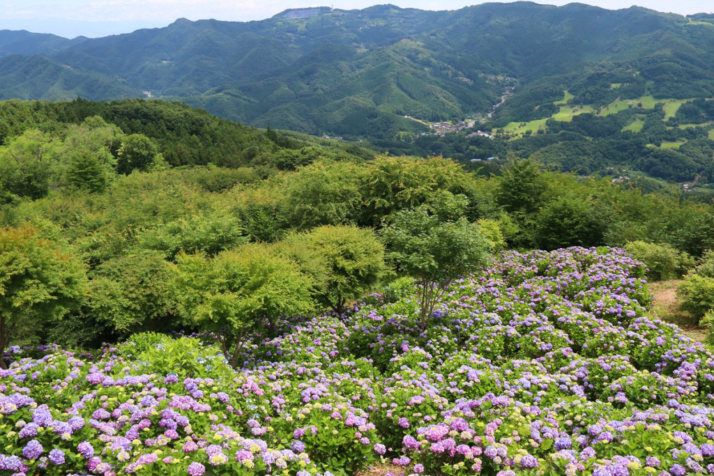 美の山公園アジサイの画像