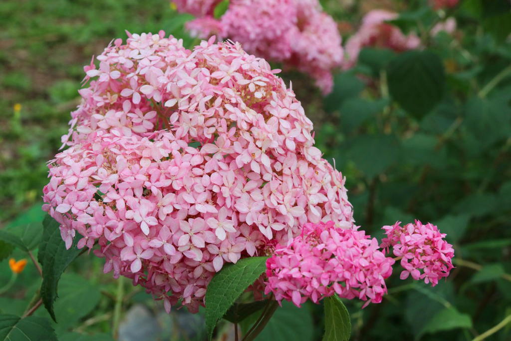 長瀞町花の里アジサイの画像