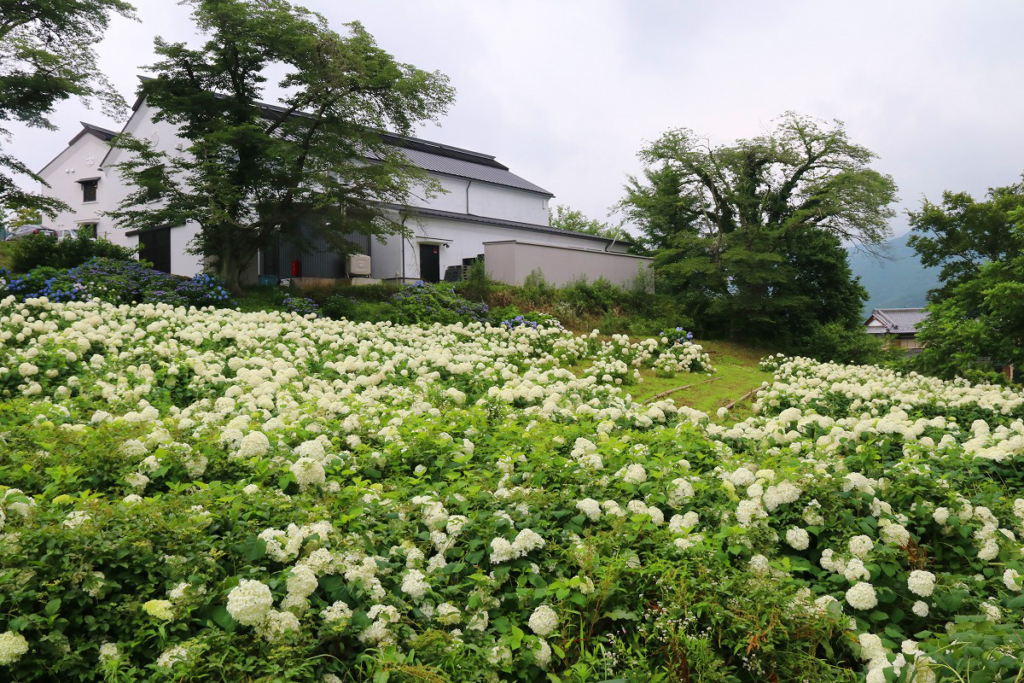 長瀞町花の里アナベルの画像