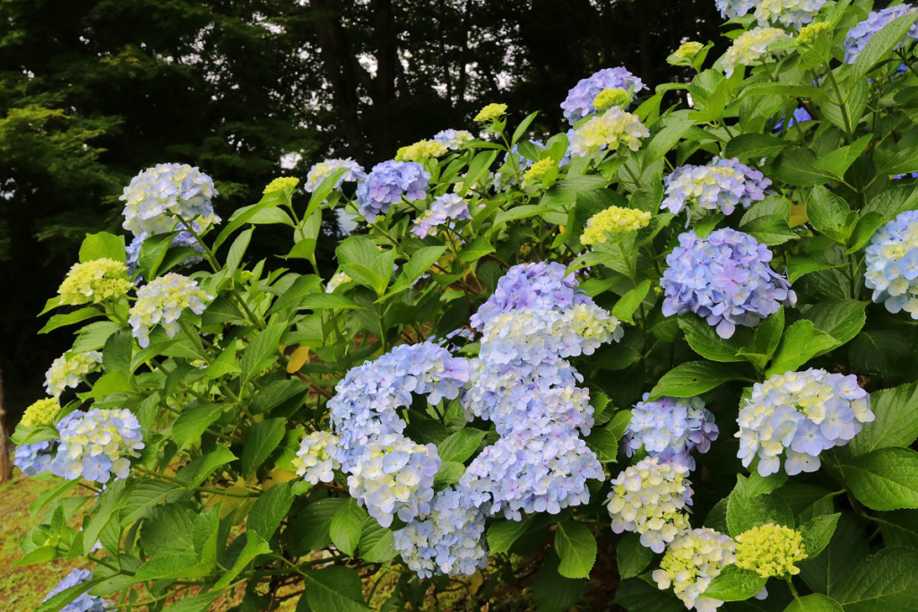 長瀞町花の里アジサイの画像