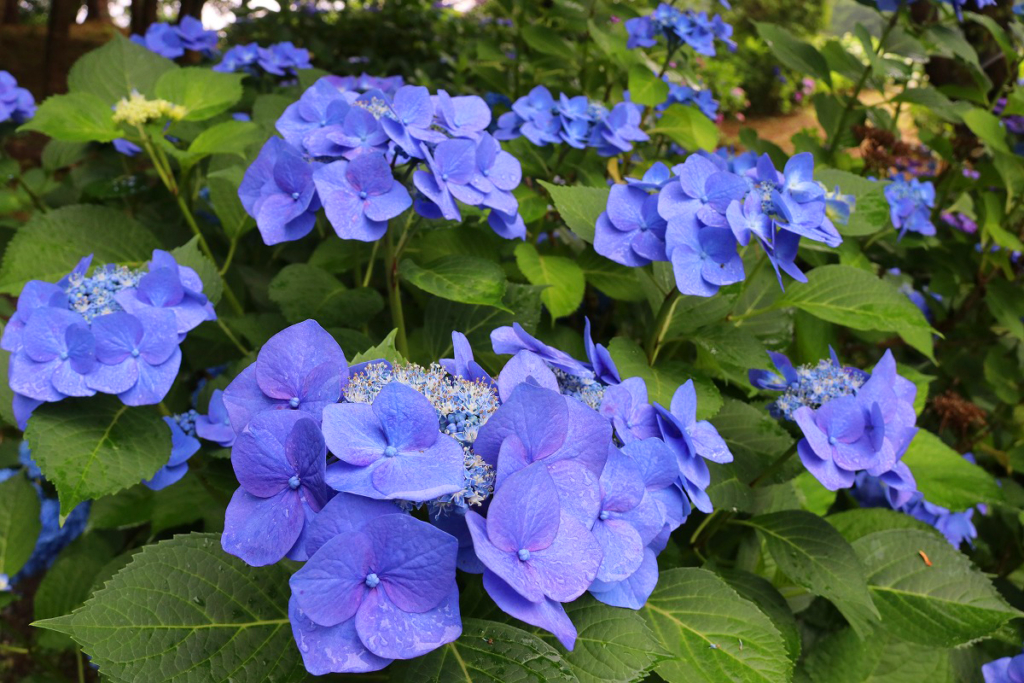 長瀞町花の里アジサイの画像