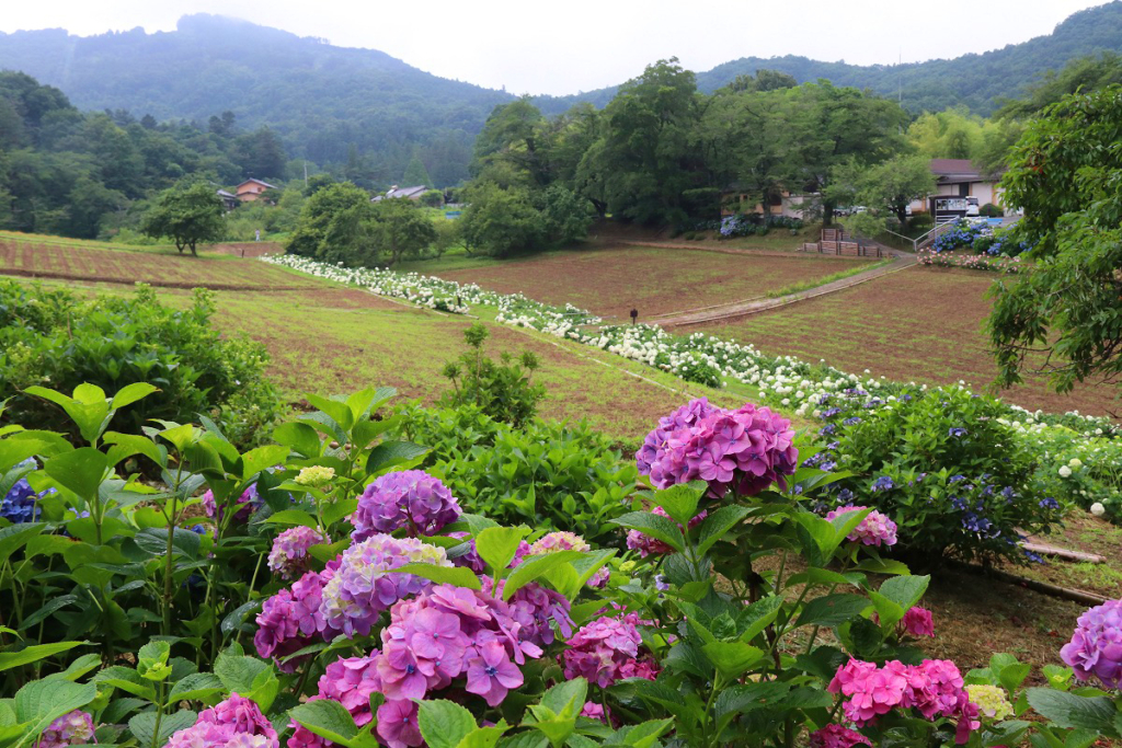 長瀞町花の里アジサイの画像