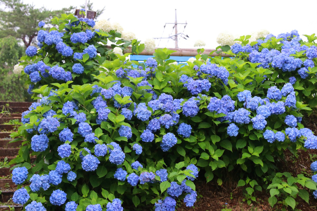 長瀞町花の里アジサイの画像