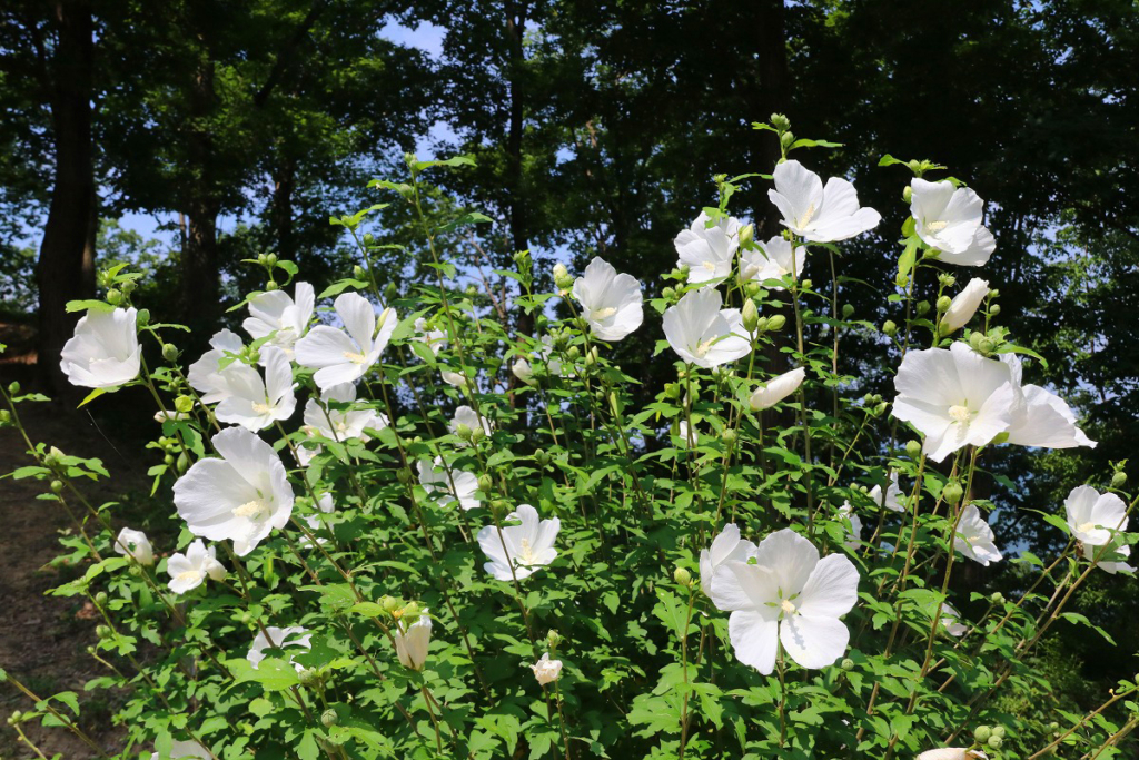 ムクゲ自然公園の画像