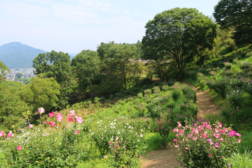 ムクゲ自然公園の画像