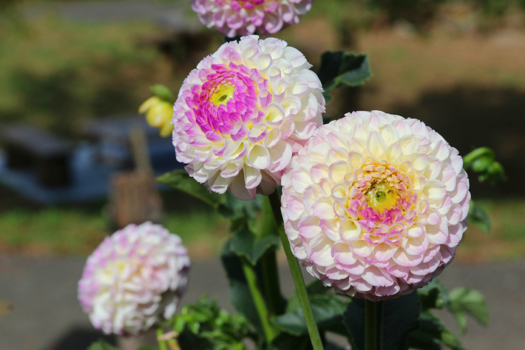 両神ダリア園の画像