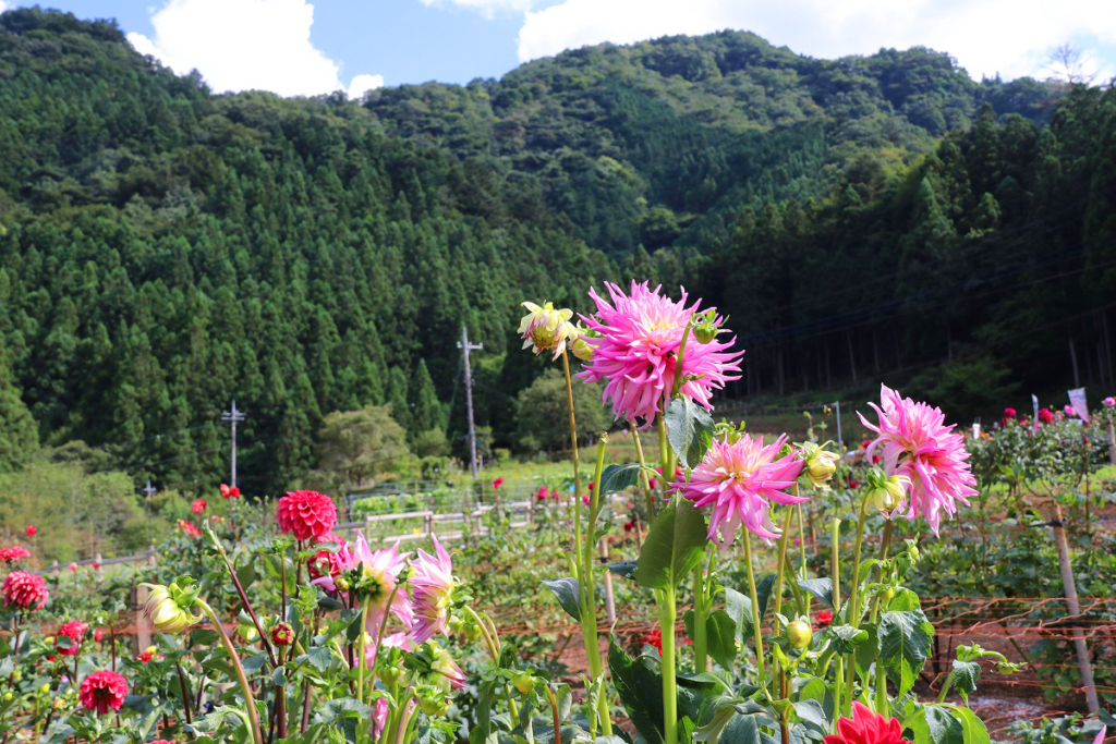 両神ダリア園の画像