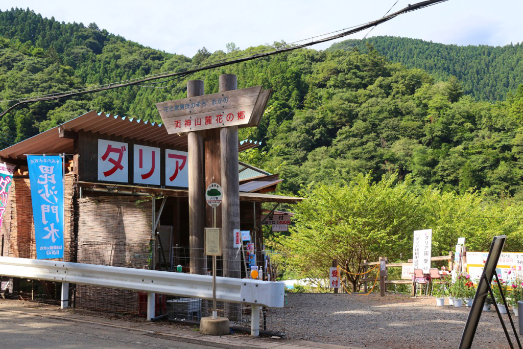 両神ダリア園の画像