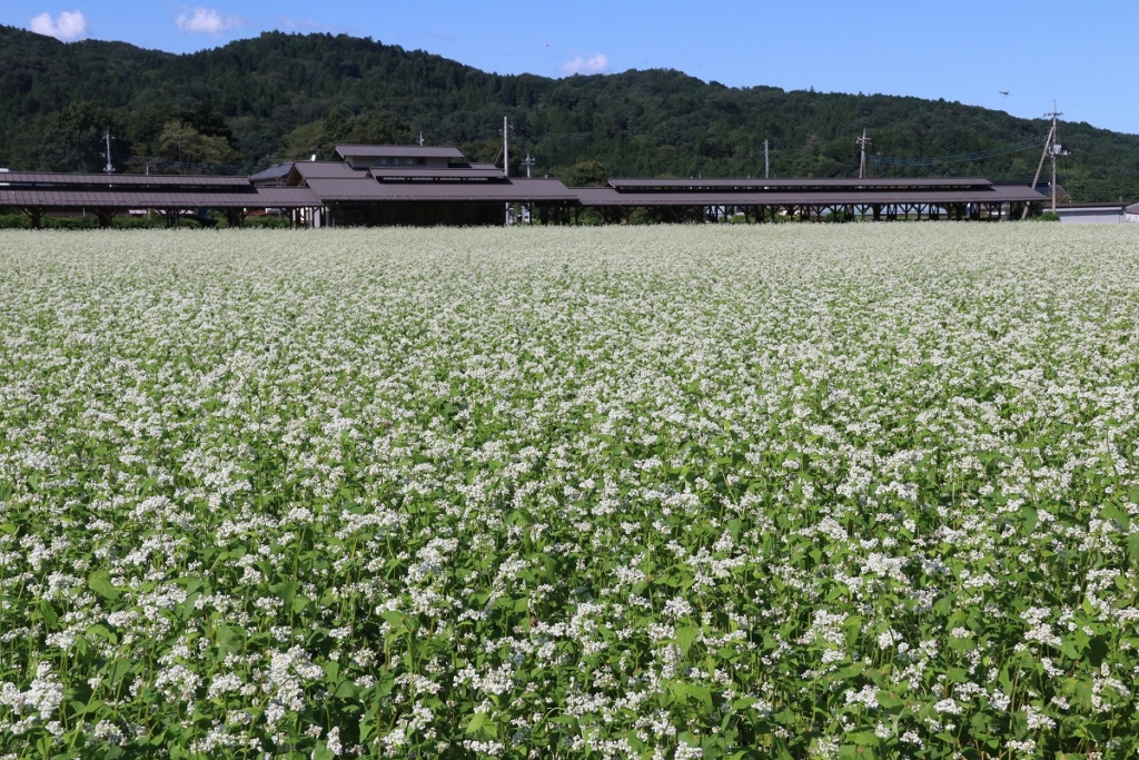 荒川そばの花の画像