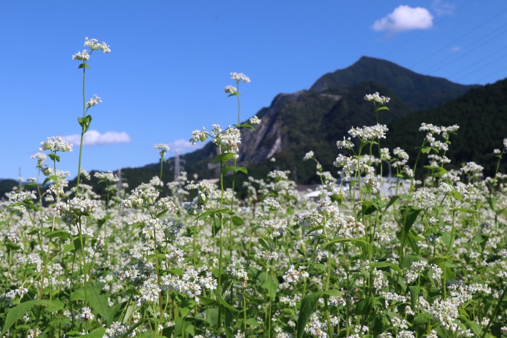 荒川そばの花の画像